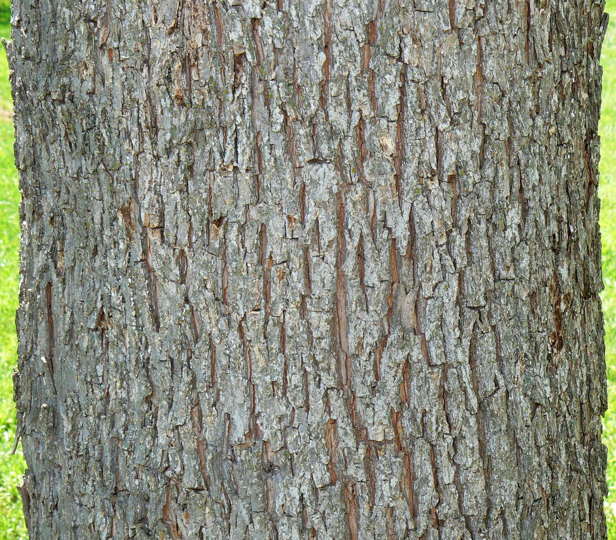 Image of Carya illinoinensis