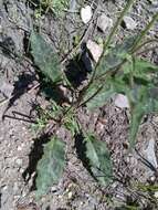 Image of spotted hawkweed