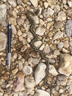 Image of Checkered Garter Snake