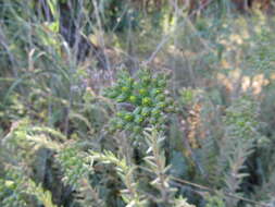 Image de Petrosedum orientale