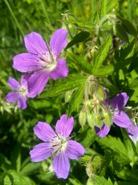 Image of Wood Crane's-bill