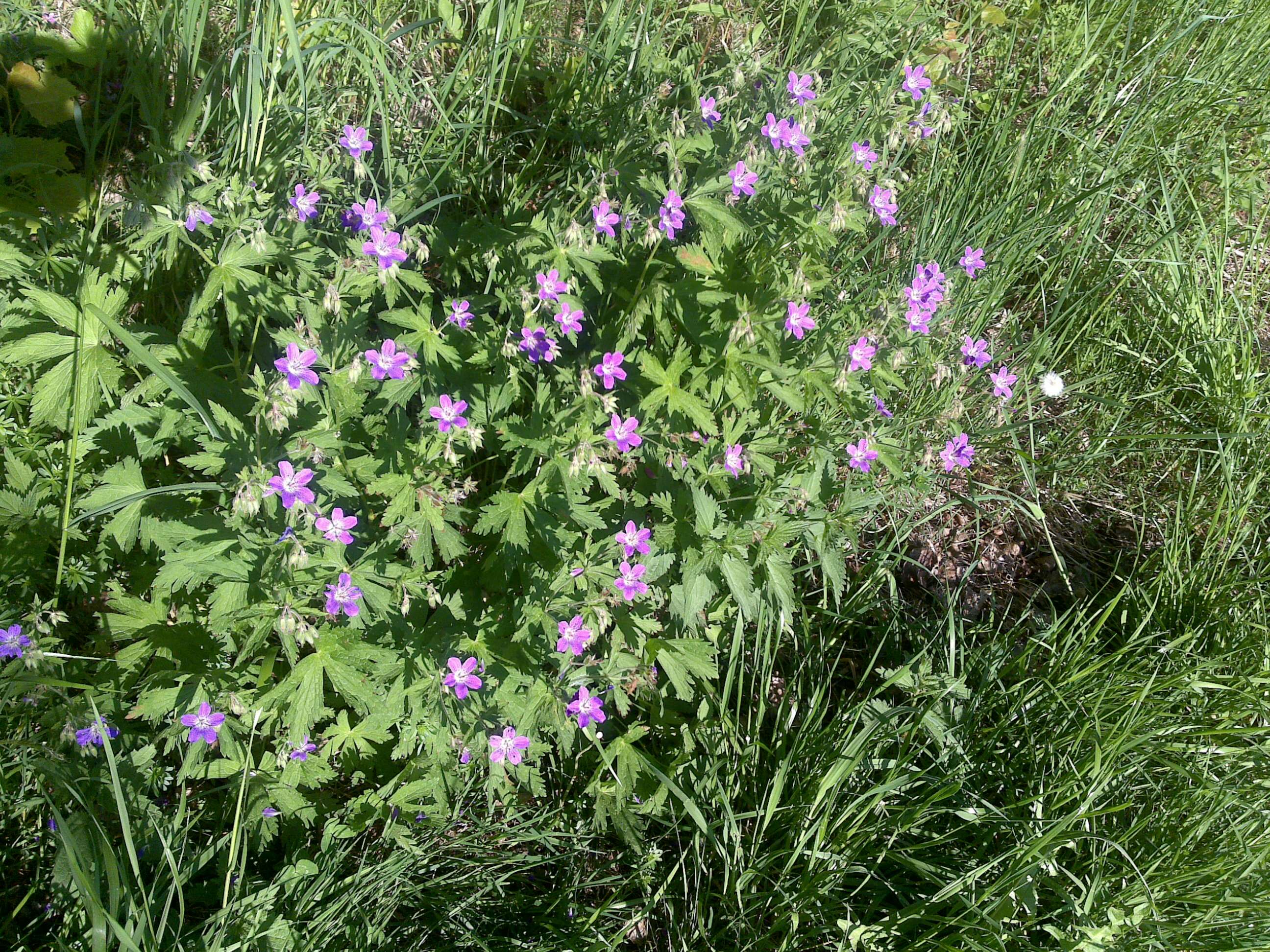 Image of Wood Crane's-bill