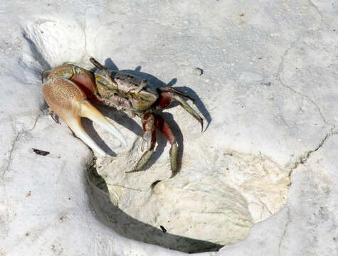 Image of Atlantic sand fiddler