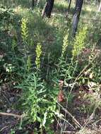 Image of Solidago speciosa subsp. speciosa