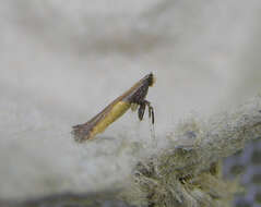 Image of Azalea leafminer