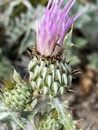 صورة Cirsium tracyi (Rydb.) Petr.