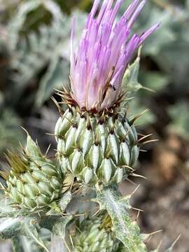 Image of Tracy's Thistle