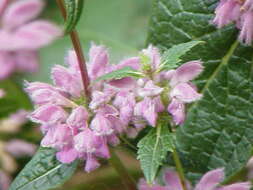 Image de Phlomoides tuberosa (L.) Moench