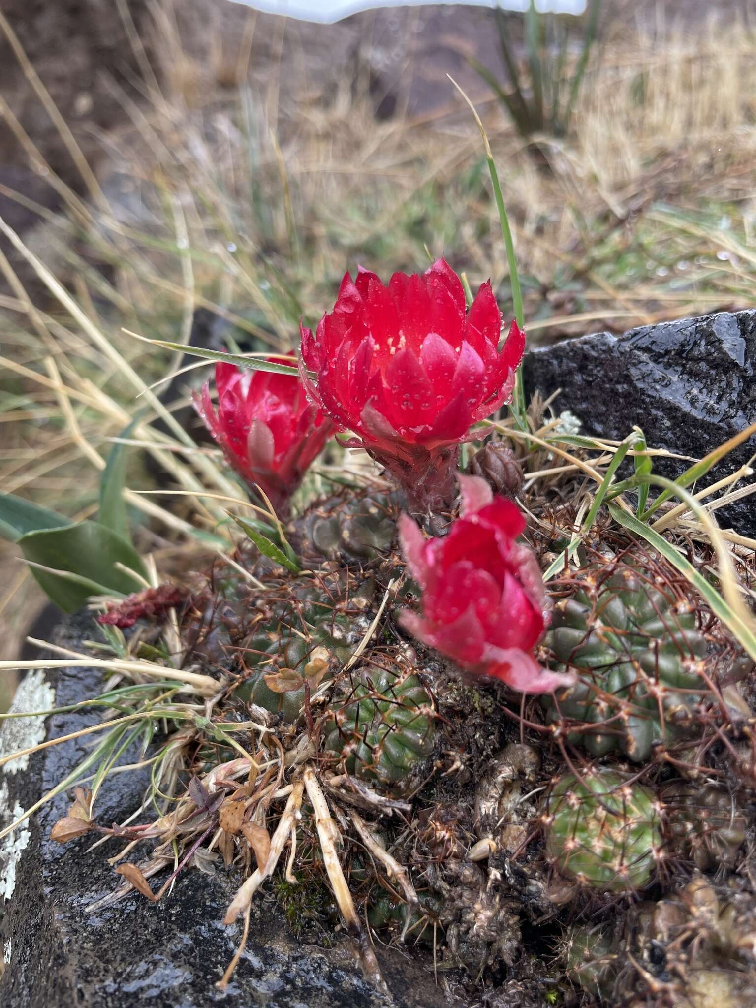 Echinopsis hertrichiana (Backeb.) D. R. Hunt resmi