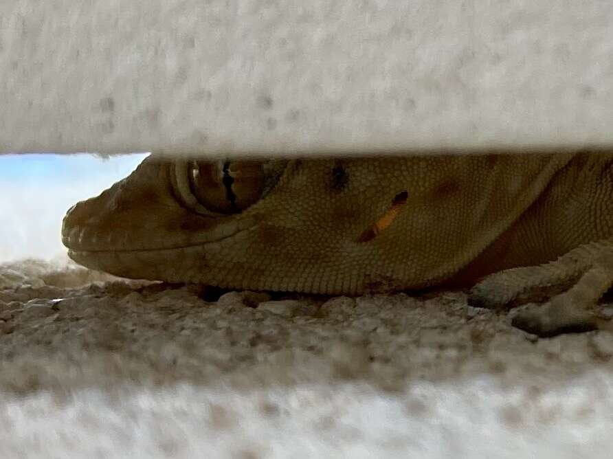 Image of Fan-fingered gecko