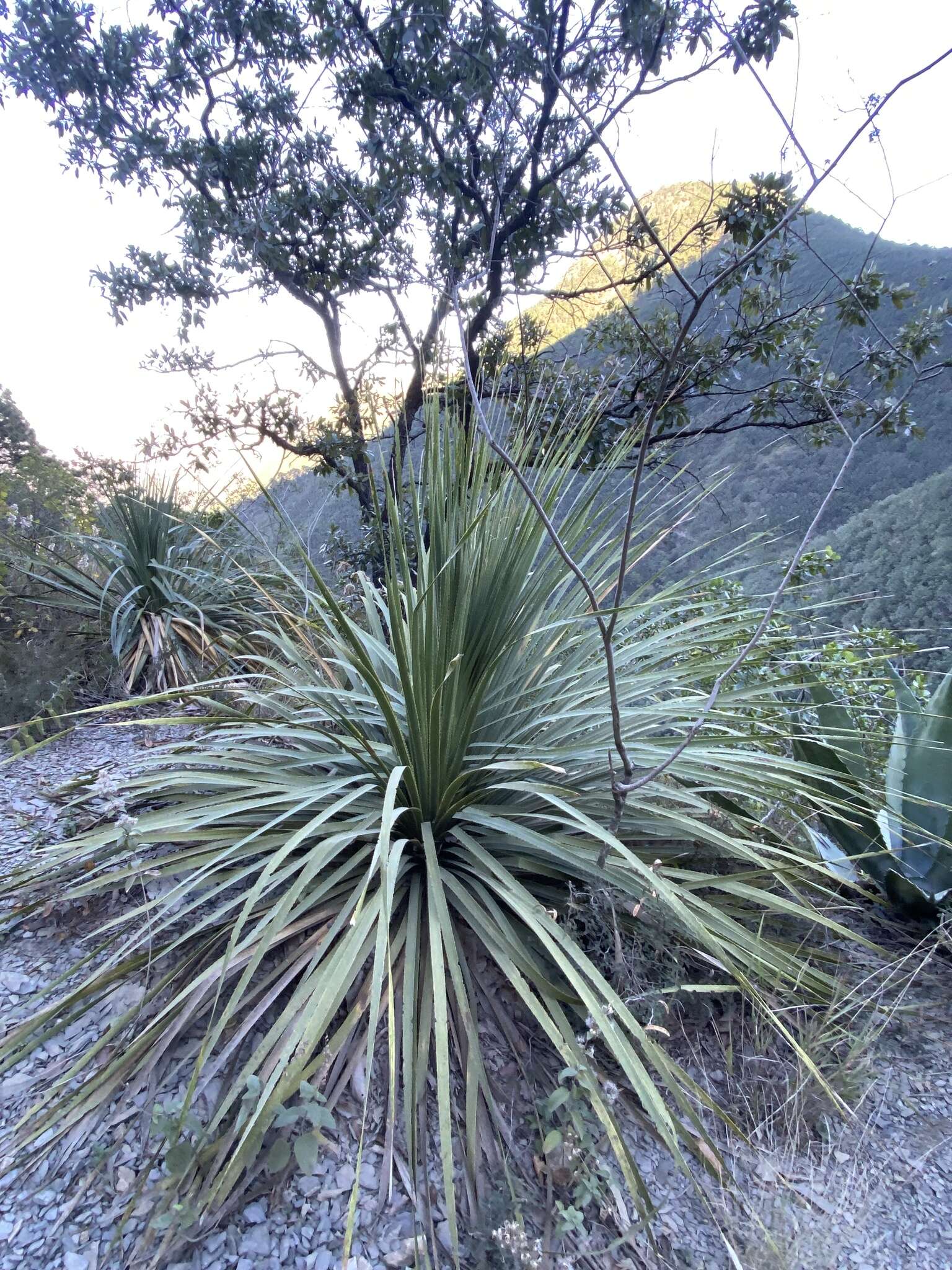 Image of Dasylirion berlandieri S. Watson