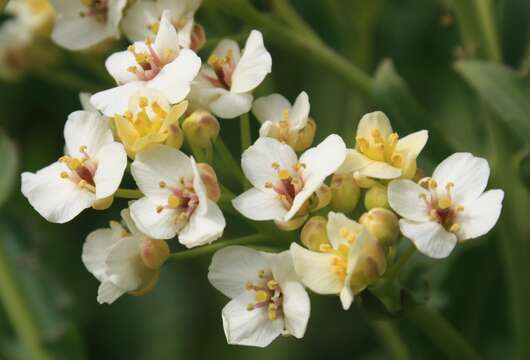 Image of sea kale