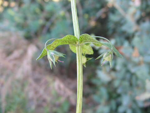 Imagem de Lysimachia foemina (Mill.) U. Manns & Anderb.