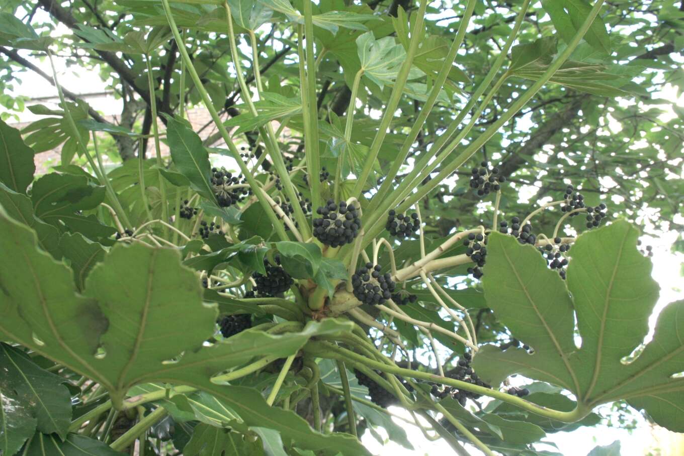 Image of fatsia