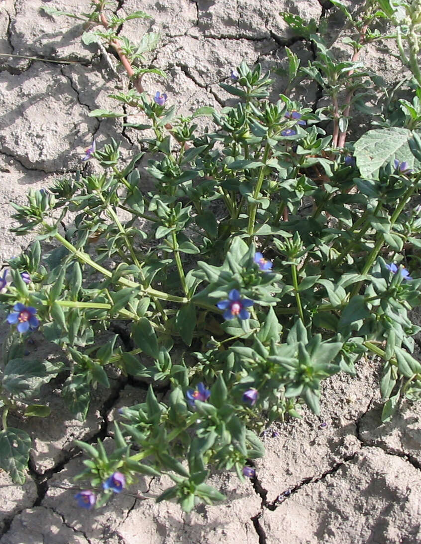 Imagem de Lysimachia foemina (Mill.) U. Manns & Anderb.