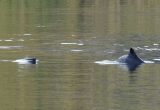 Image of Black Chilean Dolphin