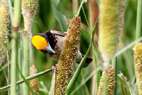 Image of Streaked Weaver