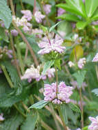 Image of tuberous Jerusalem sage