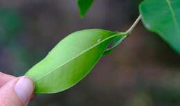 Image of Small-fruited ironwood