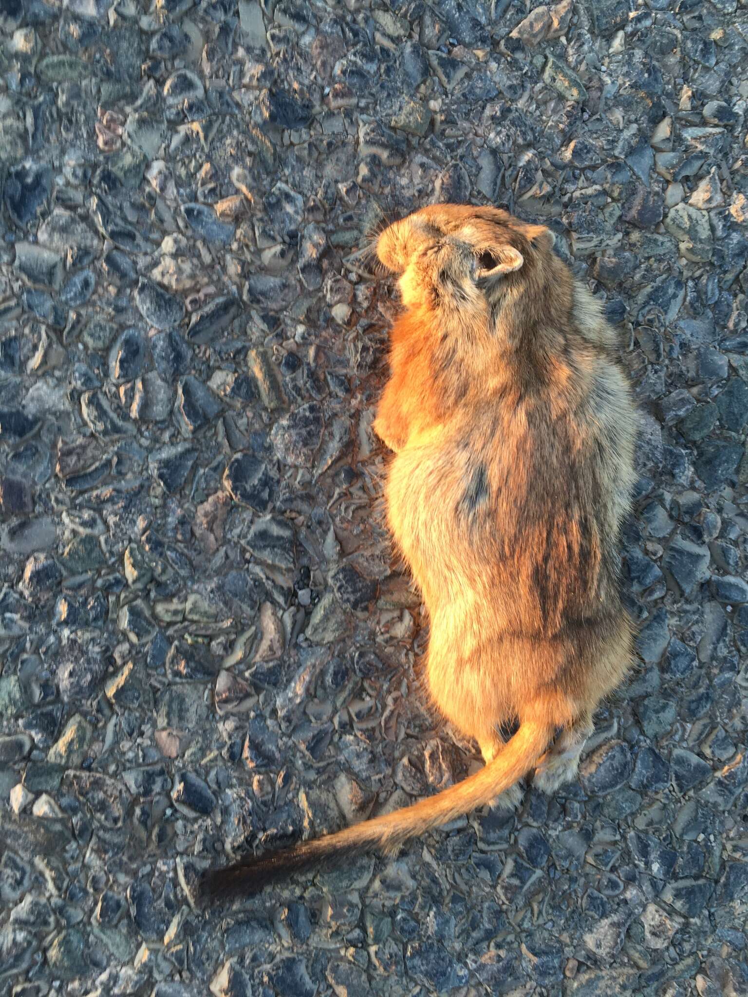 Image of Fat Sand Rat