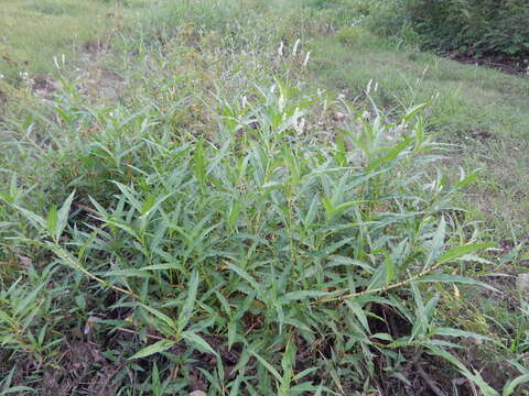 Imagem de Persicaria segetum (Kunth) Small