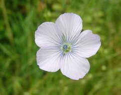 Слика од Linum bienne Miller
