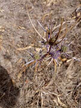 Imagem de Eryngium triquetrum Vahl