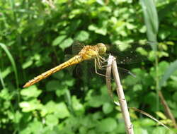 Image of Common Darter