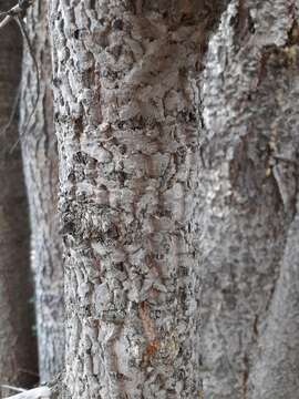 Image of corkbark fir