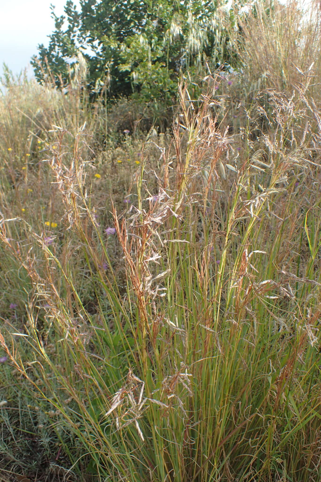 Image of thatching grass