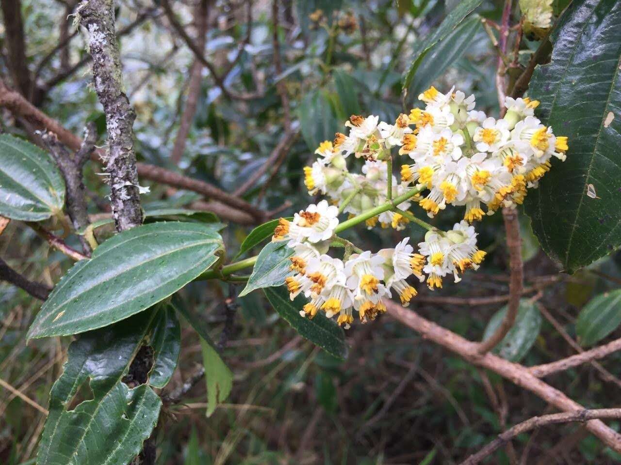 Miconia crocea (Desroussraux) Naud.的圖片