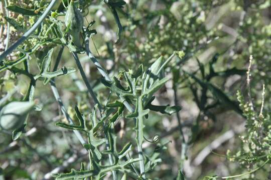 Image of Corallocarpus welwitschii (Naud.) Hook. fil.