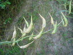 Image of cultivated radish