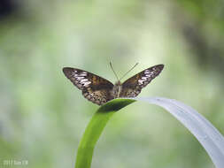 Image of Malay Viscount