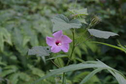 Image of Hibiscus costatus A. Rich.