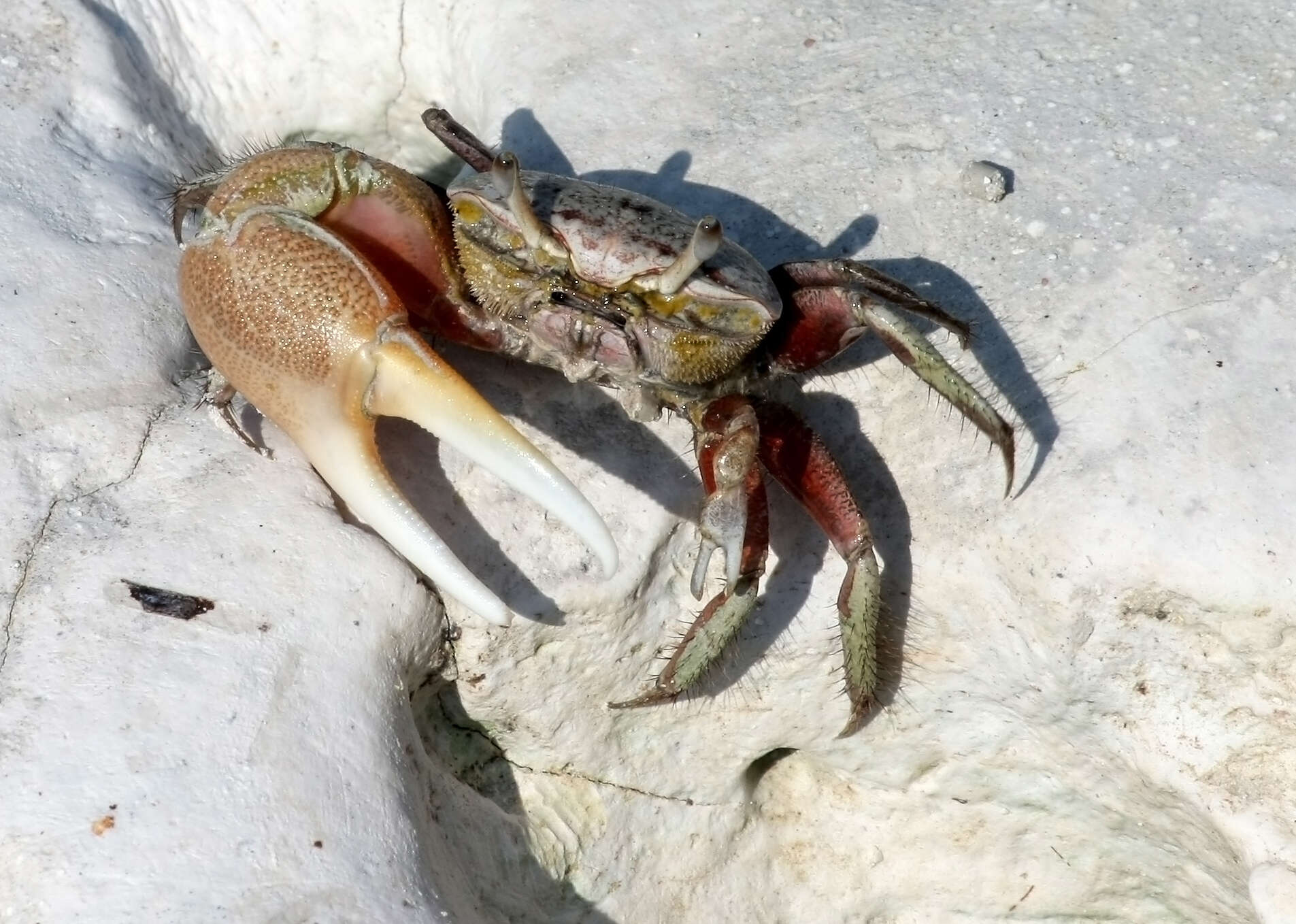 Image of Atlantic sand fiddler