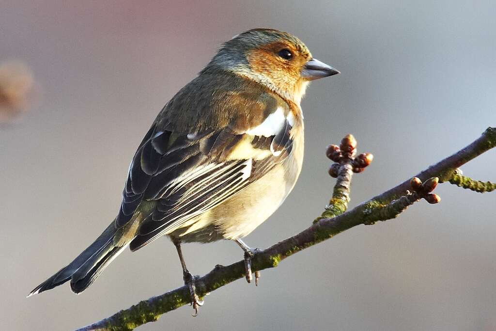 Image of Fringilla Linnaeus 1758