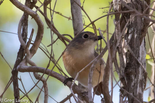 Image of Red-tailed Vangas