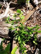 Image de Diplolepis nummulariifolia (Hook. & Arn.) Liede & Rapini