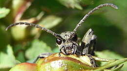 Image of Blackspotted Pliers Support Beetle