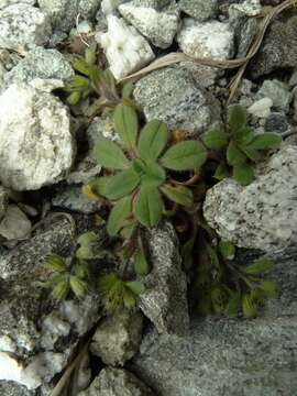 Image de Myosotis lyallii subsp. lyallii