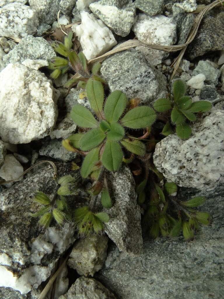 Image of Myosotis lyallii subsp. lyallii