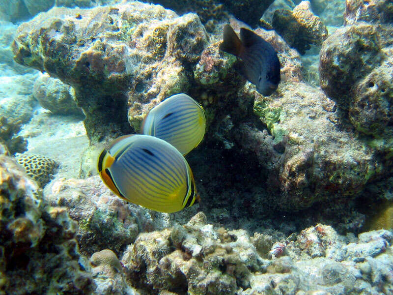 Image of Lineated Butterflyfish