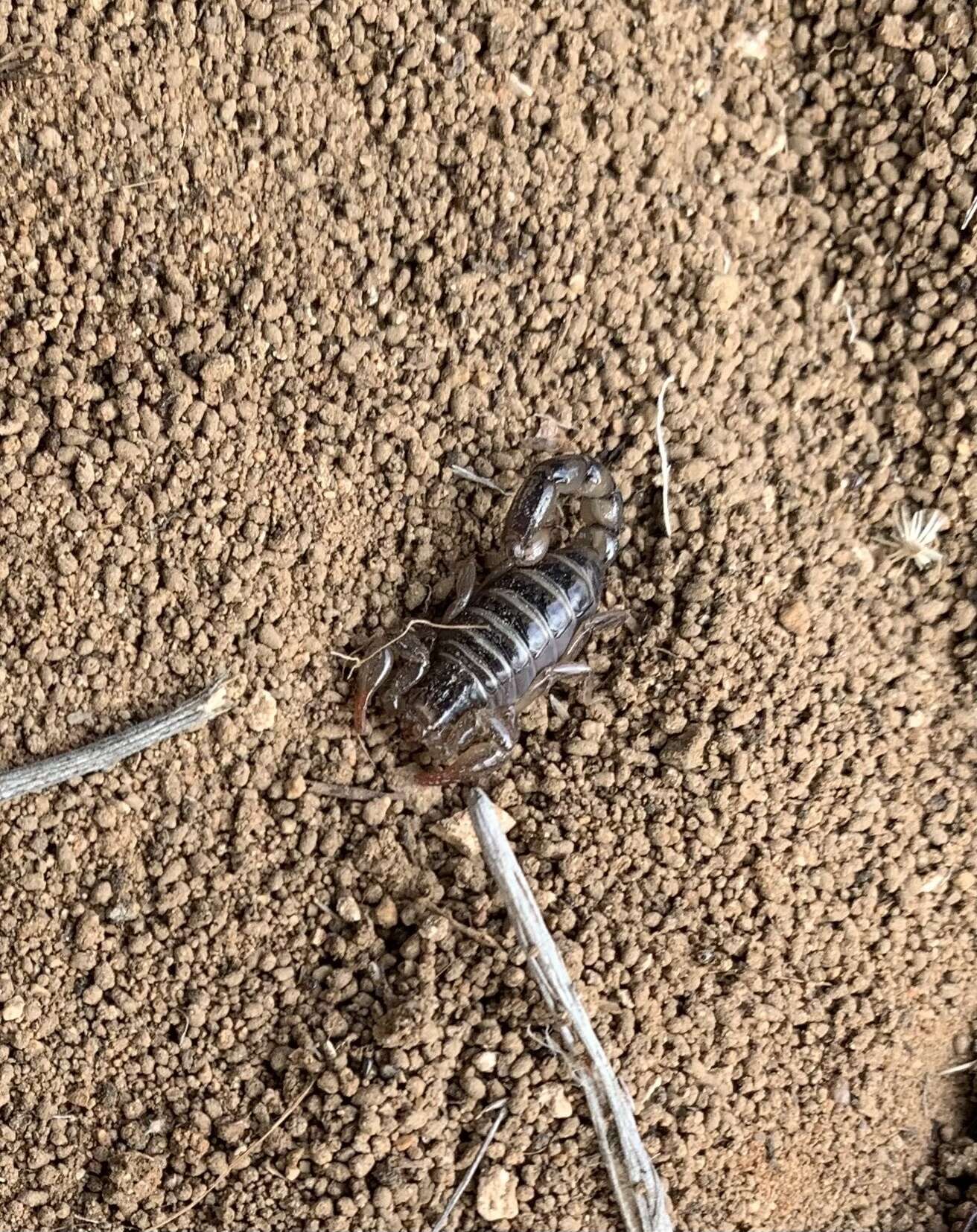 Image of Bothriurus dumayi (Cekalovic 1974)