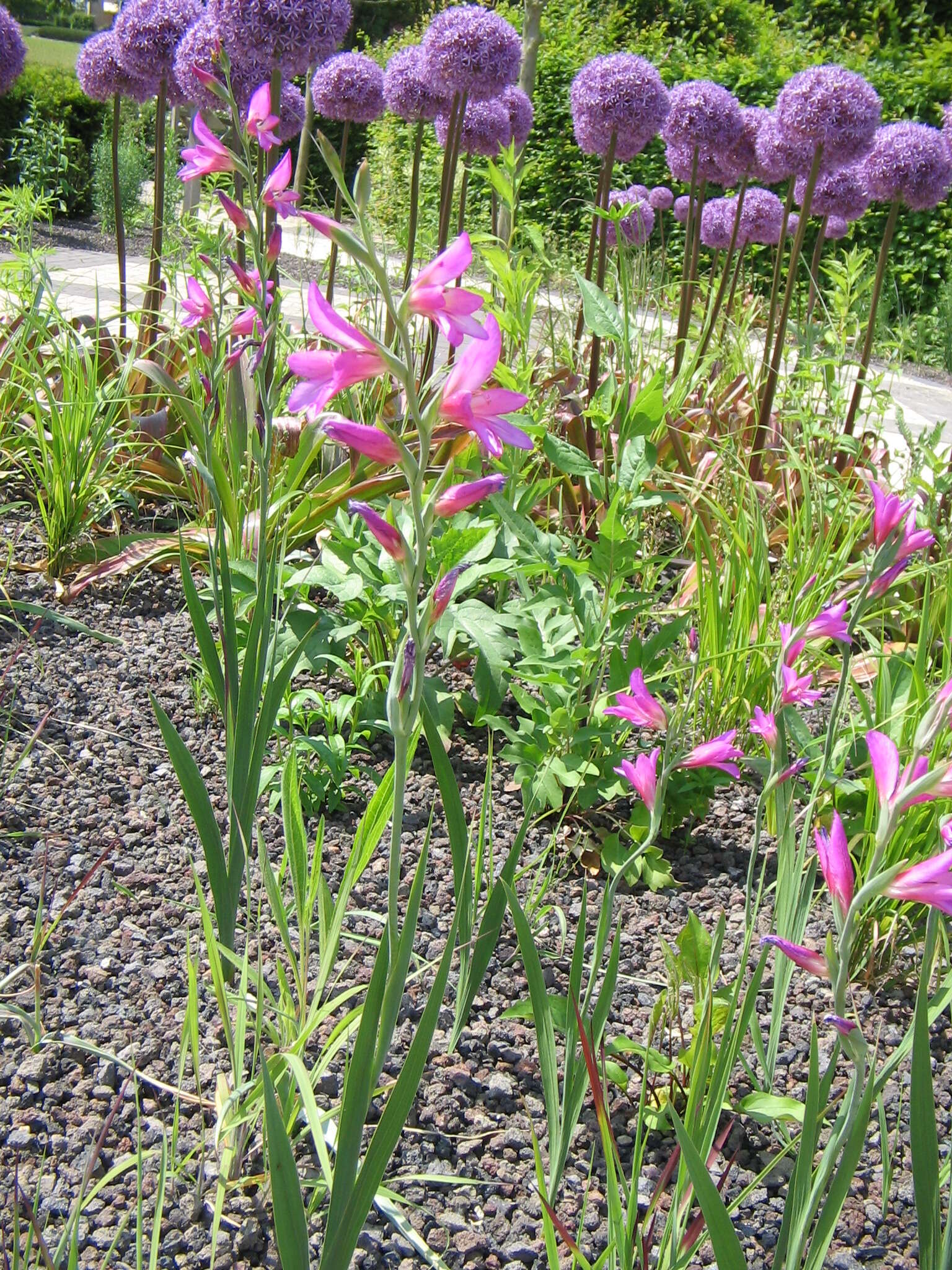 Image of Common Sword Lily