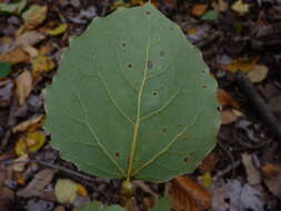 صورة Ectoedemia populella Busck 1907