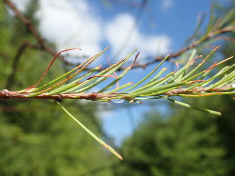 Image of Larch sawfly