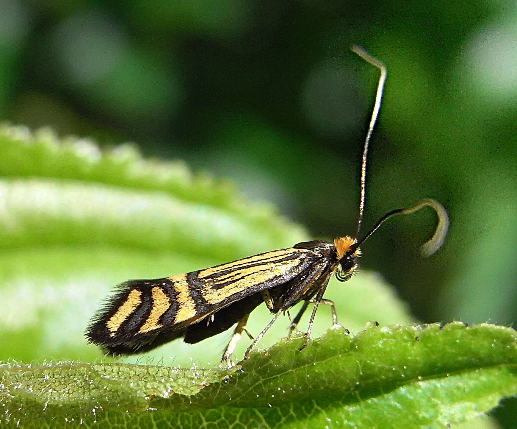 Imagem de Nemophora ochsenheimerella Hübner 1816