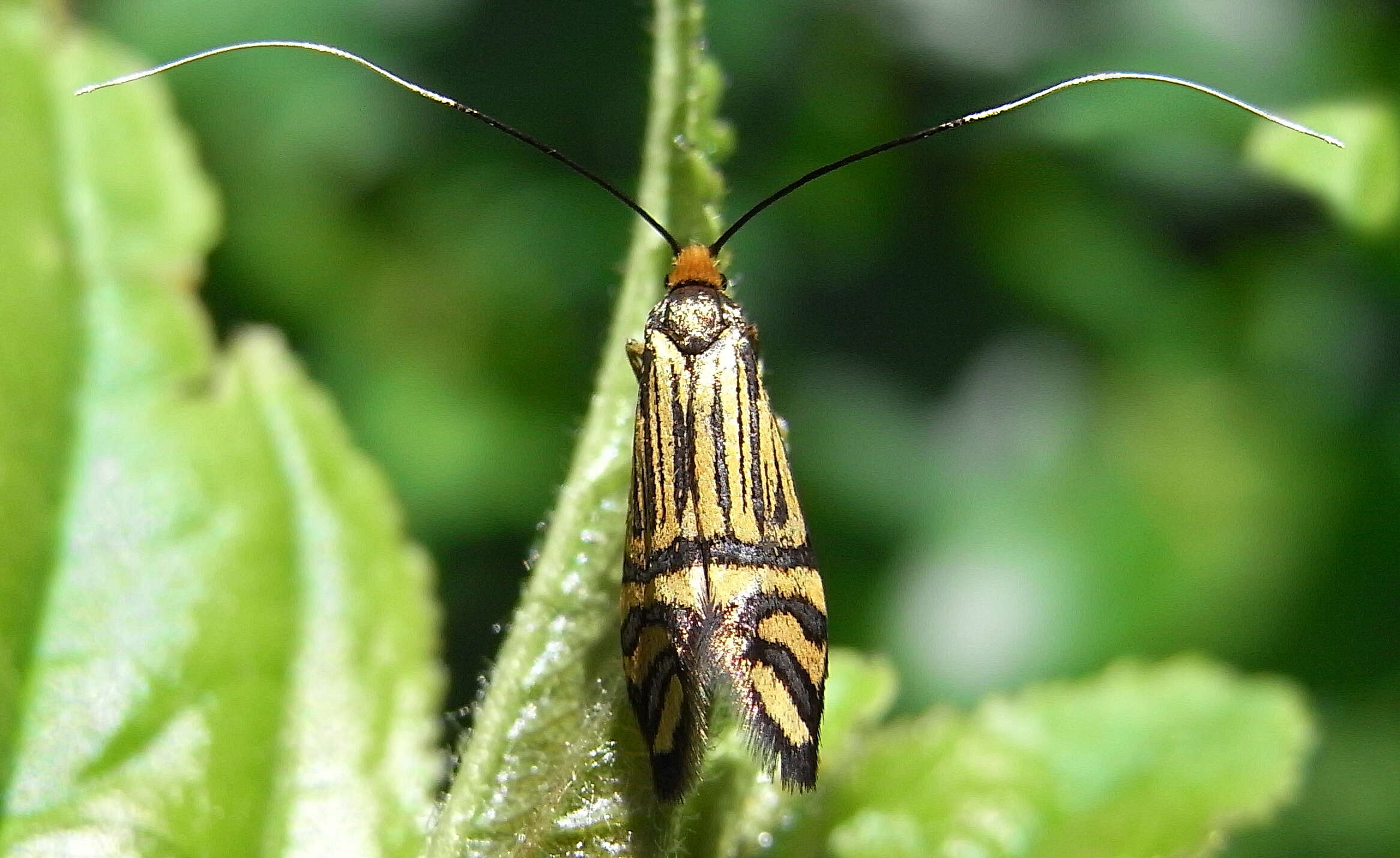 Imagem de Nemophora ochsenheimerella Hübner 1816