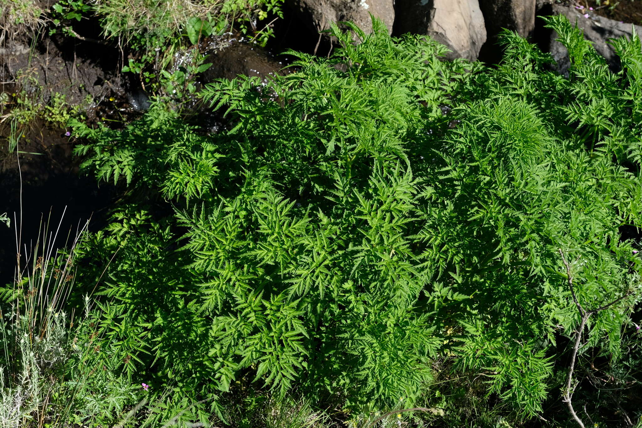 Image of Afroligusticum thodei (T. H. Arnold) Winter